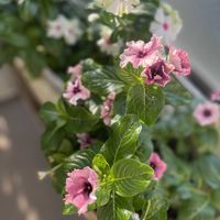 日々草,緑のある暮らし,狭いベランダ,朝のひととき,花を育てる日々の画像