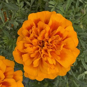 マリーゴールド,鉢植え,花が好き,無農薬❤家庭菜園,野菜が好きの画像