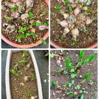 ダイヤモンドリリー,スマホ撮影加工なし,花の15年組,庭の画像