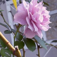 ベランダガーデン,薔薇♪,花のある暮らし,植物のある暮らし,バラ・ミニバラの画像