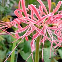 観葉植物,はなはな,花のある暮らし,花の写真,花のある生活の画像
