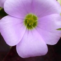 オキザリス,オキザリス,シマトネリコ,おでかけ先,GSの繋がりに感謝♡の画像