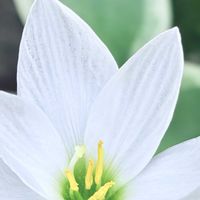 タマスダレの画像