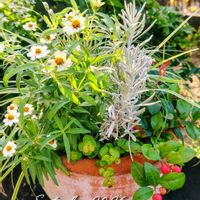 リシマキア オーレア,寄せ植え,ガーデニング,カラーリーフの画像