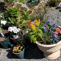 寄せ植えの画像