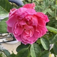 ヤブラン,レモン,ブルーバード,サンテグジュペリ,ばら バラ 薔薇の画像