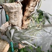 チランジア,エアプランツの画像