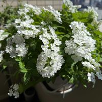 バーベナ,花のある暮らし,お花のある暮らし,ベランダ園芸,花に癒されるの画像