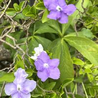 ニオイバンマツリ,可愛い,爽やか,良い香り,愛らしいの画像
