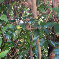 ヒサカキの画像