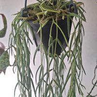ホヤ・リネアリス,観葉植物,ホヤ,ホヤ属,ホヤ大好きの画像