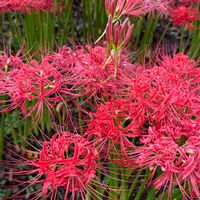 ヒガンバナ,フジバカマ,フジバカマ,彼岸花  曼珠沙華,お出かけ先の画像