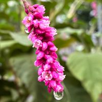 オオケタデ,オオケタデ,かわいい,癒し,通り道の画像