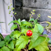 サボテン,十二の爪,ジュズサンゴ,象牙丸,レーマニーの画像