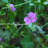 アサマフウロ,オヤマボクチ,ツユクサ,チョウセンキハギ,植物園の画像