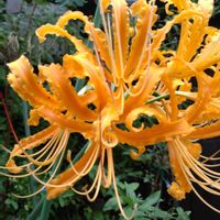 ヒガンバナ 白,ヒガンバナ 黄色,鉢植え,ガーデニング,彼岸花の画像