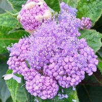 タマアジサイ,玉紫陽花,甲斐駒ヶ岳周辺滝＊秋の景色,清流側に咲くタマアジサイ,いつもありがとう♡の画像