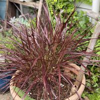 パープルファウンテングラス,花のある暮らし,緑のある暮らし,小さな幸せ♡,ナチュラルスタイルの画像