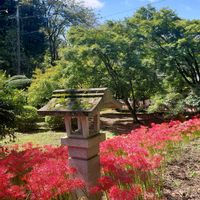 ソバ,ヒガンバナ,ヒガンバナ,季節の花,風景の画像