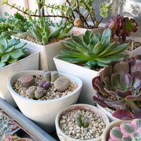 コノフィツム,リトープス,クリスマスイブ,多肉植物,緑のある暮らしの画像