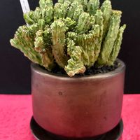 サボテン,紅彩閣,エノプラ,柱サボテン,多肉植物の画像