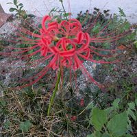 ゼフィランサス,ヒガンバナ,マルバツユクサ,花壇の花,花のある暮らしの画像