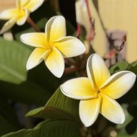 プルメリア,マツバギク,ペンタス ギャラクシー,夏の花,花のある暮らしの画像