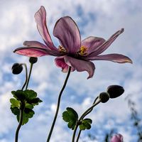 イワシャジン,メカルドニア,秋明菊,ノリウツギ,コルチカム(イヌサフラン)の画像