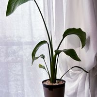 ストレリチア,ストレリチア オーガスタ,観葉植物,インテリアグリーン,緑のある暮らしの画像