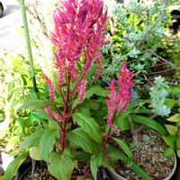 寄せ植え,花のある暮らし,小さな庭の画像