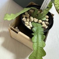 リプサリス,フィッシュボーンカクタス,観葉植物,成長記録の画像