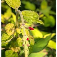 パイナップルセージ,ヒポエステス,ミョウガ,花のある暮らし,小さな庭の画像