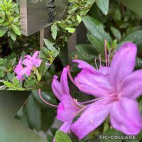 ツツジ,ピンクワールドへ ようこそ,木曜は木の花,両国回向院の画像