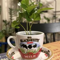 コーヒーの木,コーヒーノキ,コーヒーの木 アラビカ,観葉植物,ハイドロカルチャーの画像