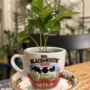コーヒーの木,コーヒーノキ,コーヒーの木 アラビカ,観葉植物,ハイドロカルチャーの画像