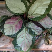 観葉植物✨,イキイキ✨,育ったね❣️,鉢植え✨,花売り場✨の画像