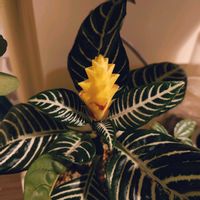 アフェランドラ・ダニア,観葉植物,成長記録,お気に入り♡,咲きましたの画像