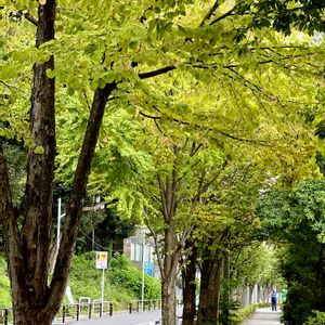 カツラ,散歩,癒し,秋の気配,素敵な出会いの画像