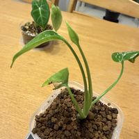 モンステラ,観葉植物,TC株,バルバソーの画像