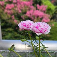 コリウス,マツバボタン,朝顔,ピンクマーブル,空芯菜の画像