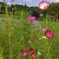 コスモス,ヒガンバナ,サフィニア,彼岸花  曼珠沙華,八重咲きムクゲの画像