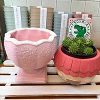 ドラゴンボール,多肉植物,ユーフォルビア,カワシマ園芸,あいとうマーガレットステーションの画像