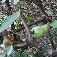 ボケ,木瓜(ボケ)の画像