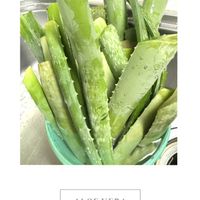 アロエベラ,埼玉,アロエ女子,おうち園芸,アロエベラ剪定の画像