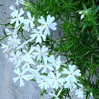 シバザクラ,シュウメイギク,ギンモクセイ,地植え,自宅の画像