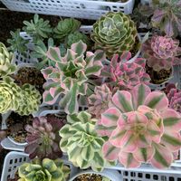 琥珀,多肉植物,葉挿し,多肉寄せ植え,アエオニウムの画像