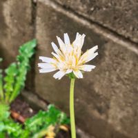 タンポポ,ガーデニング,ボタニカルライフ,山野草,お庭の植物の画像