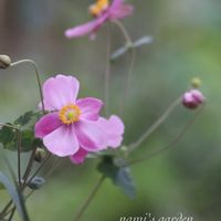 シュウメイギク,スミレ,パンダスミレ,秋明菊,シクラメン スノーショコラの画像