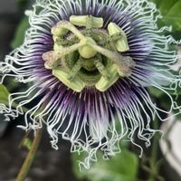 パッションフルーツ,お花のある暮らし,自然にお任せ,庭に咲くお花たち,シクラメン種蒔きよりの画像