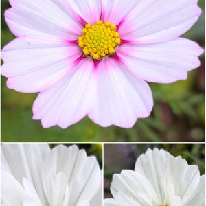 コスモス,コスモス　ピコティ,コスモス サイケ,コスモス サイケ,いつもありがとう♡の画像
